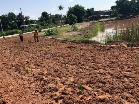 โครงการปลูกต้นไม้เฉลิมพระเกียรติ 2568