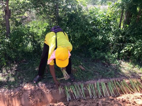 โครงการปลูกหญ้าแฝกเฉลิมพระเกียรติ 2567