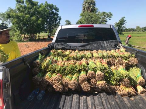 โครงการปลูกหญ้าแฝกเฉลิมพระเกียรติ 2567