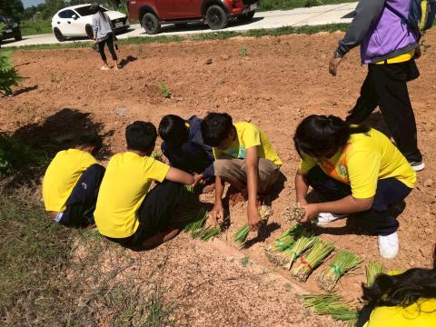 โครงการปลูกหญ้าแฝกเฉลิมพระเกียรติ 2567